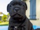 chiots staffie &agrave; adopter 