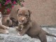 Chiots American Bully XL &agrave; vendre