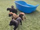 Chiots malinois disponible 
