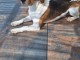Chiots beagle lof femelle a donner 