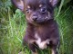 chiot chihuahua femelle a donner 