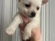 Chiots chihuahua &agrave; donner 