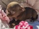B&eacute;b&eacute; chiot chihuahua disponible 