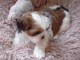 chiots Shih Tzu disponible pour adoption 