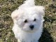 chiots bichon maltais &agrave; adopter 