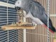 Perroquet gris Gabon adopter 