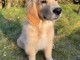 Chiots golden retriever a donner 