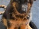 B&eacute;b&eacute; chiot berger allemand &agrave; donner m&acirc;le 