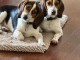 Chiots beagle a donner 