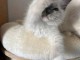 Chaton ragdoll femelle a donner 