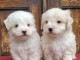 Je donne chiot bichon maltais disponible 