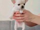 Chiot chihuahua m&acirc;le a donner 