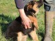 Je donne chiot berger allemand 