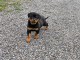B&eacute;b&eacute; chiot rottweiler a donner femelle 