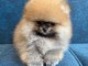B&eacute;b&eacute; chiot spitz nain a donner 