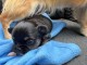 Chiots chihuahua femelle a donner 