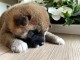 Chiots Shiba inu a donner 