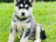 Je donne chiot husky sib&eacute;rien &agrave; donner 