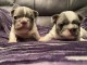 B&eacute;b&eacute; chiot bulldog fran&ccedil;ais a donner 