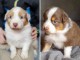 Chiots berger australien m&acirc;le a donner 