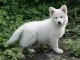 B&eacute;b&eacute; chiot berger blanc suisse 