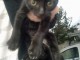 Chaton noir disponible 