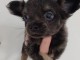 chiots chihuahua femelle a donner 
