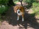 Disponible chiot beagle disponible 