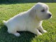 chiots golden retriever m&acirc;le a donner 