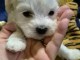 chiots bichon maltais disponible de suite 