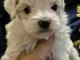 Chiots bichon maltais disponible 