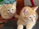 Chaton roux disponible &agrave; adopter 