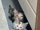 Chaton disponible &agrave; adopter 