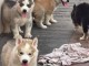 Chiots husky sib&eacute;rien a donner 