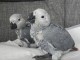 Couple perroquet gris Gabon adopter 