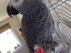 Perroquet gris Gabon adopter 