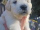 chiots golden retriever m&acirc;le a donner 
