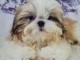 chiot Shih Tzu &agrave; donner 
