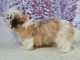 Je donne chiot Shih Tzu disponible 