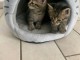 Chaton disponible &agrave; adopter 