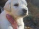 chiots golden retriever femelle a donner 
