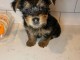 Je donne chiot Yorkshire 