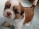 chiots Shih Tzu &agrave; donner 