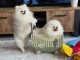 chiots spitz allemand race pure 