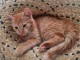 chaton roux a donner 