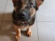 chiots berger allemand &agrave; adopter 