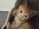 Chaton disponible &agrave; adopter 