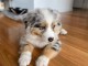 Je donne chiot berger australien disponible 