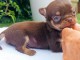 chiots chihuahua disponible pour adoption 