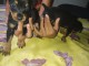 chiots pinscher nain disponible &agrave; adopter 